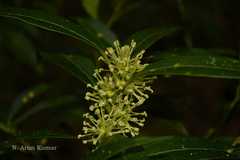 Sarcococca saligna